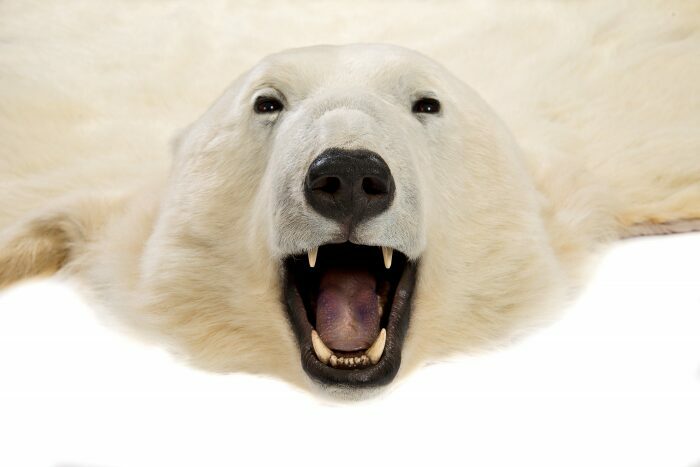 ковер белый медведь