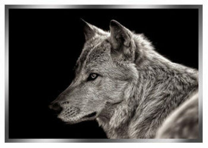Картина "Волк" на зеркальной поверхности