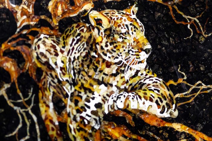 Панно из дерева и янтаря "Леопард"