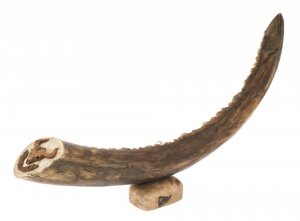 Сувенир из бивня мамонта "Борьба предков за выживание"